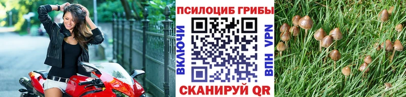 где продают Андреаполь Галлюциногенные грибы Psilocybine cubensis